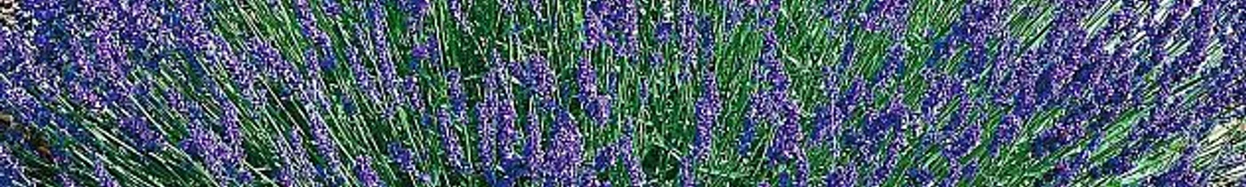 420eee1e-0503-43b2-83b9-000e6ba92084-01nryhyppw0642cmfzevr2736t2rggn4.jpg